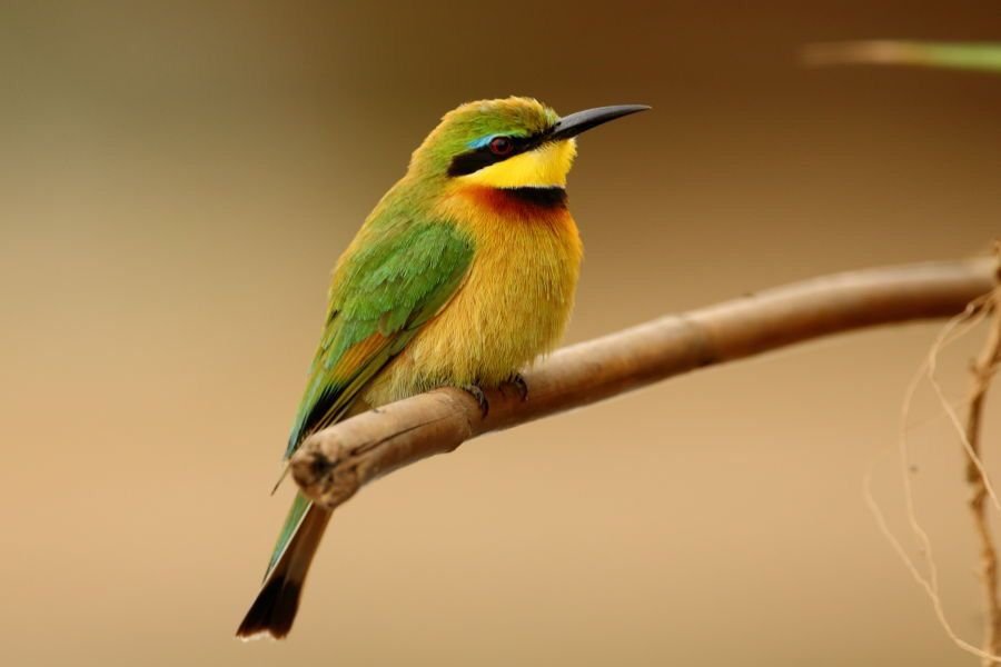 Little Bee-eater